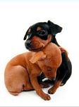 pic for Miniature Pinscher